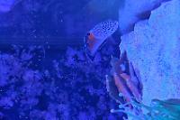 twin spot wrasse Thumbnail