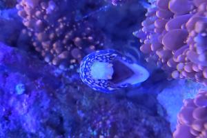 Snowflake Eel Thumbnail