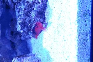 Flame hawkfish Thumbnail