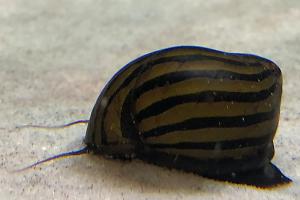 Zebra Nerite Snail Thumbnail