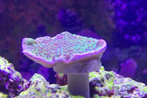 Montipora confusa Thumbnail