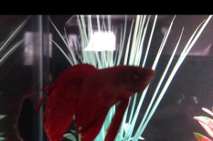 Betta Thumbnail