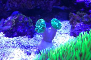 Candy Cane Coral Thumbnail