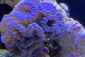 Candy Cane Coral Thumbnail