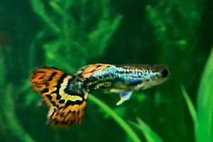 Male Guppy Thumbnail