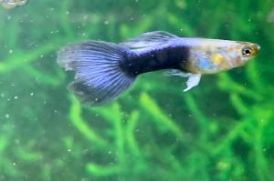 Male Guppy Thumbnail