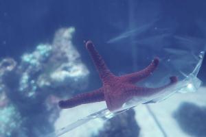 Red starfish Thumbnail