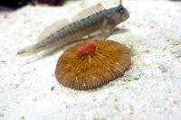 Black Combtooth Blenny Thumbnail