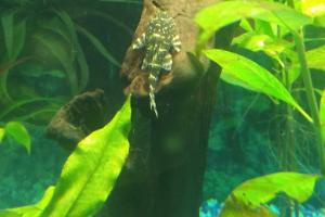 Clown Pleco Thumbnail