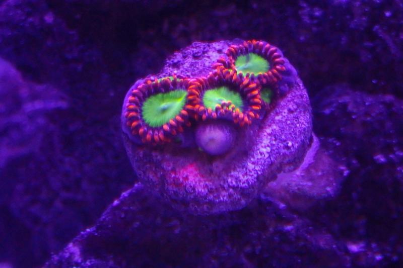 DROB REEF Thumbnail