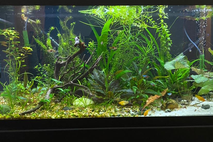 My 75 Gallon on Oct 27, 2020