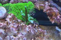 Acropora Microphthalma purple w green tips Thumbnail