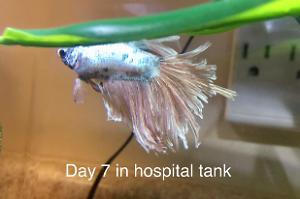 Hospital tank Thumbnail