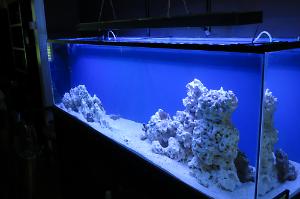 125 Mixed Reef Thumbnail