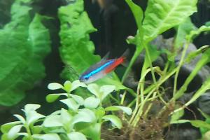 Neon tetra Thumbnail