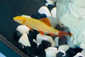 Albino Rainbow Shark Thumbnail