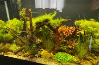 Nature Aquarium on Oct 30, 2020