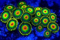 Zoanthids Rasta Thumbnail