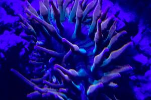 Rainbow Bubble tip Anemone Thumbnail