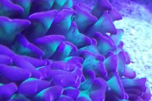 Purple Tipped Hammer Coral Thumbnail