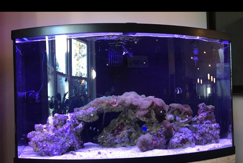 40 Gallon Reef on Oct 31, 2020