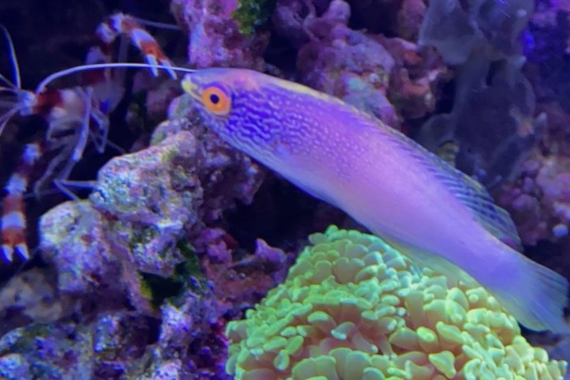 Golden Rhomboidalis Wrasse / Cirrhilabrus rhomboidalis 17