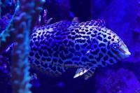 Leopard Wrasse Thumbnail