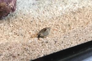 Blue Legged Hermit Crab Thumbnail