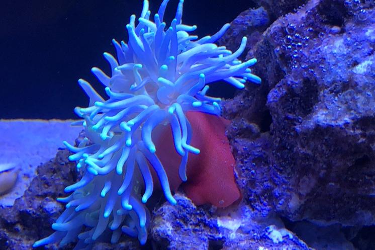 Haitian Reef Anemone / Condylactis sp 22