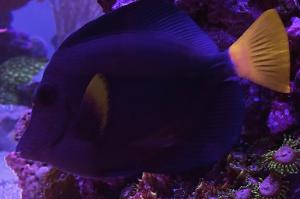 Purple Tang