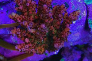 Waterbox 100.3 Mix Reef on Nov 3, 2020