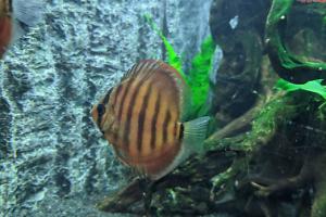 Blue Discus Thumbnail