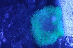 Bubble Tip Anemone Thumbnail