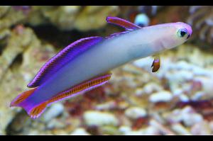 Purple Firefish Thumbnail