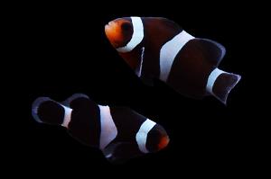 Black Ocelaris Clownfish Thumbnail