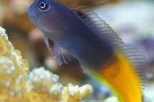 Bicolor blenny Thumbnail