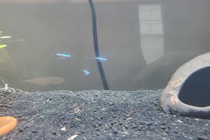 Cardinal Tetras Thumbnail