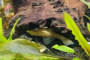 Albino Bushy Nose Pleco Thumbnail