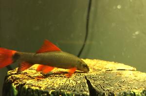 Rainbow Shark Thumbnail