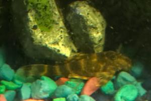 Clown pleco Thumbnail