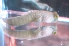 Bluespotted Watchman Goby Thumbnail