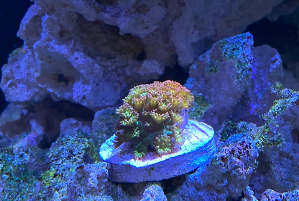 Ultra Yellow Goniopora