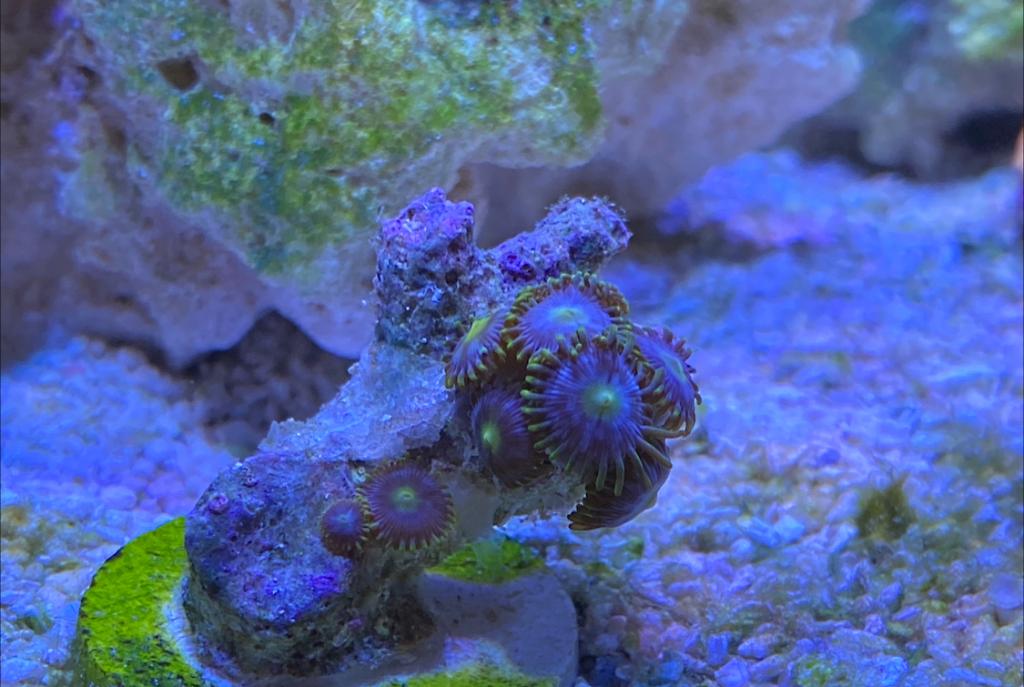 Blue Ice Zoanthid