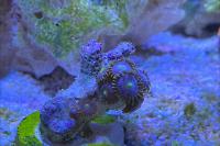 Blue Ice Zoanthid Thumbnail