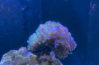 Frogspawn Euphyllia Thumbnail