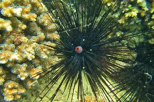 Black Longspine Urchin Thumbnail