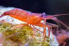 Peppermint Shrimp Thumbnail