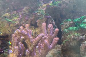 Coral Thumbnail