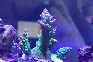 Neon Green Acropora Thumbnail