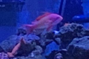 Anthias Thumbnail